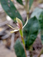 Caladenia transitoria
