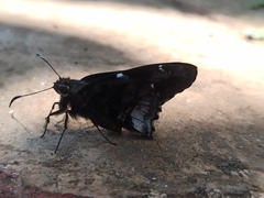 Codatractus bryaxis