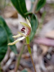 Caladenia transitoria