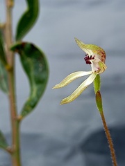 Caladenia transitoria