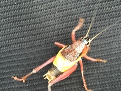 Psorodonotus caucasicus