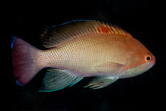 Pseudanthias