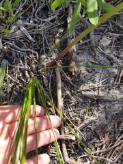 Trachyandra revoluta