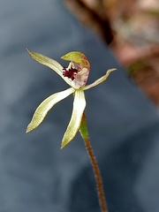 Caladenia transitoria
