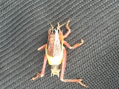 Psorodonotus caucasicus