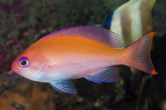 Pseudanthias hypselosoma