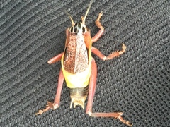 Psorodonotus caucasicus