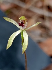 Caladenia transitoria