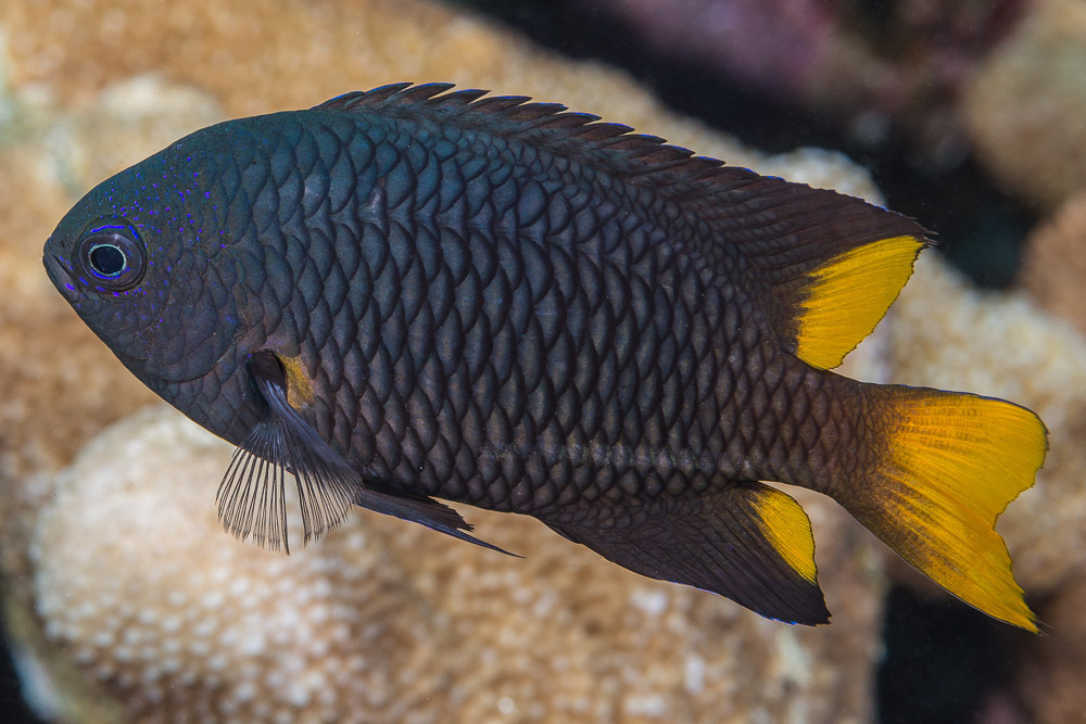Philippine Damsel