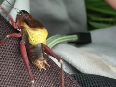 Psorodonotus caucasicus