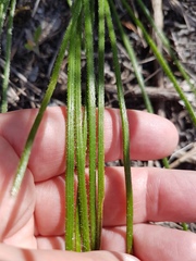 Trachyandra revoluta