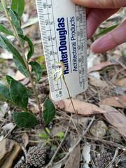 Caladenia transitoria