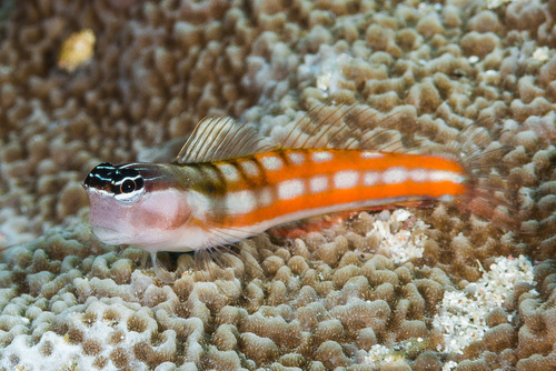 Bath's Blenny