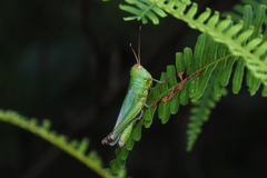 Hieroglyphus tonkinensis