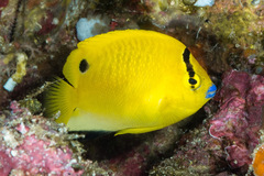 Apolemichthys trimaculatus