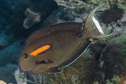 Orangeblotch Surgeonfish