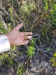 Trachyandra revoluta