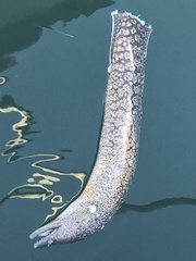 Muraena helena