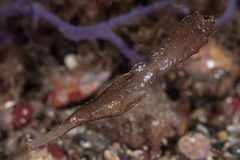 Solenostomus cyanopterus