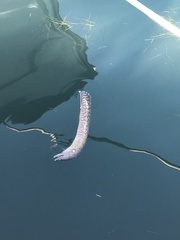 Muraena helena