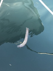 Muraena helena