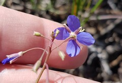 Heliophila refracta
