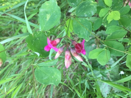Image of Lathyrus roseus by (c) Andre Hosper, some rights reserved (CC BY)