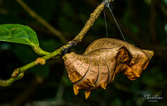 Troides minos