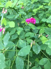 Lathyrus roseus