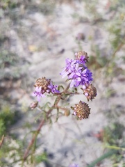 Phyllopodium cephalophorum