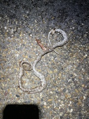 Pantherophis emoryi