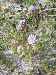 Phyllopodium cephalophorum