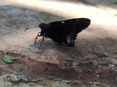 Codatractus bryaxis