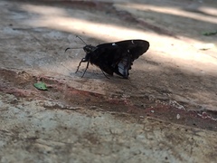 Codatractus bryaxis