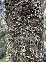 Bulbophyllum pygmaeum