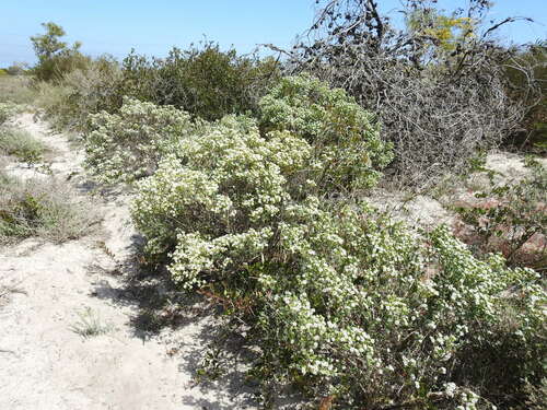 Image of Ruschia indecora by (c) Paul Emms, some rights reserved (CC BY-SA)