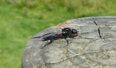 Bibio pomonae