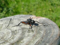 Bibio pomonae