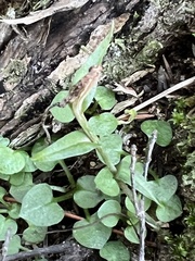 Pterostylis trullifolia