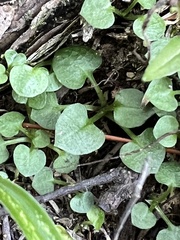 Pterostylis trullifolia
