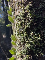 Pyrrosia eleagnifolia