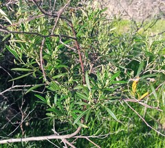 Searsia angustifolia