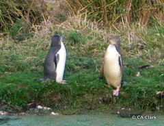 Megadyptes antipodes