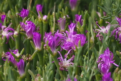 Carpobrotus rossii