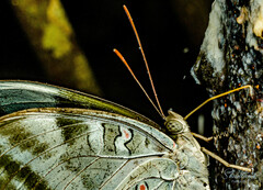 Dophla evelina