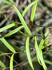Dendrobium cunninghamii