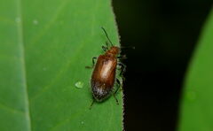Lagriinae