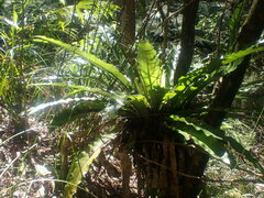 Asplenium australasicum