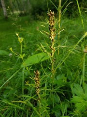 Omalotheca sylvatica