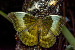 Dophla evelina